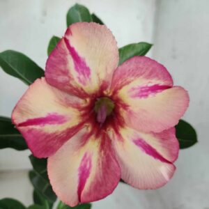 Planta Simples 2346 – 30cm – 01 ano