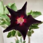 Planta Simples 2356 – 40cm – 03 anos