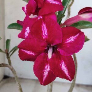 Planta Simples 2365 – 30cm – 02 anos
