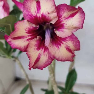 Planta Simples 2366 – 30cm – 02 anos