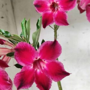 Planta Simples 2371 – 30cm – 02 anos