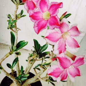 Planta Simples 2379 – 35cm – 03 anos