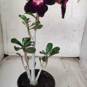 Planta Simples 2381 – 30cm – 02 anos
