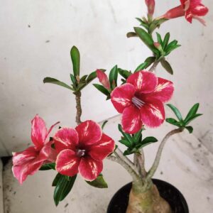 Planta Simples 2382 – 35cm – 03 anos