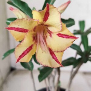 Planta Simples 2383 – 30cm – 02 anos