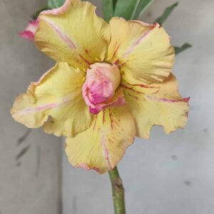 Planta Dobrada 2517 – 30cm – 02 anos