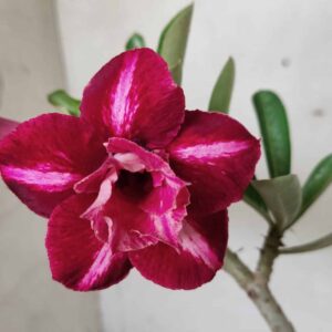 Planta Dobrada 2525 – 30cm – 02 anos