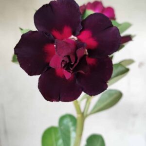 Planta Dobrada 2526 – 30cm – 02 anos