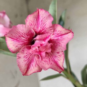 Planta Dobrada 2534 – 30cm – 02 anos