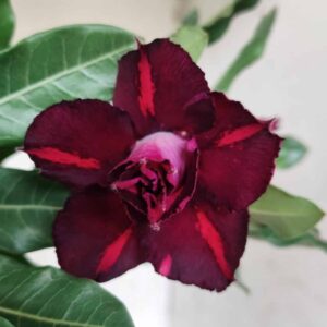 Planta Dobrada 2537 – 30cm – 02 anos