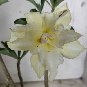 Planta Dobrada 2539 – 30cm – 02 anos