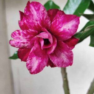 Planta Dobrada 2544 – 30cm – 02 anos