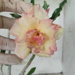 Planta Dobrada 2548 – 35cm – 03 anos