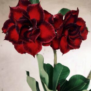 Planta Dobrada 2549 – 40cm – 03 anos