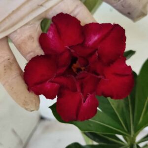 Planta Dobrada 2553 – 30cm – 02 anos