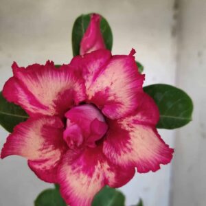 Planta Dobrada 2565 – 30cm – 02 anos