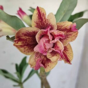 Planta Dobrada 2570 – 30cm – 02 anos