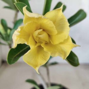 Planta Dobrada 2571 – 30cm – 02 anos