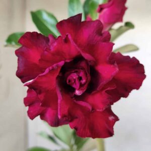 Planta Dobrada 2583 – 30cm – 02 anos