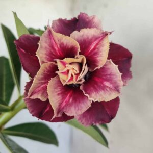 Planta Dobrada 2611 – 30cm – 02 anos