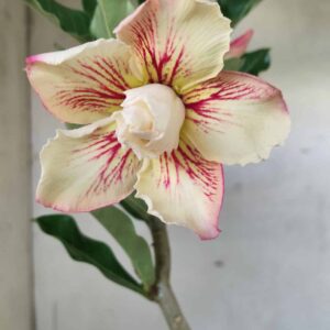 Planta Dobrada 2612 – 30cm – 02 anos