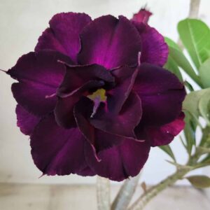 Planta Dobrada 2613 – 35cm – 03 anos