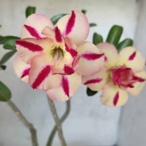Planta Dobrada 2626 – 40cm – 03 anos
