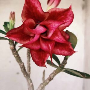 Planta Dobrada 2627 – 30cm – 02 anos
