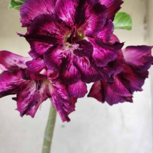 Planta Dobrada 2628 – 30cm – 02 anos