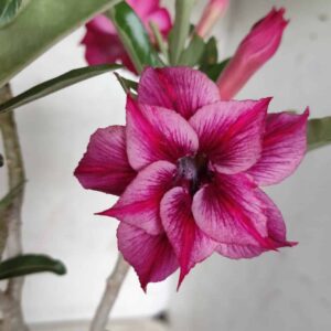 Planta Dobrada 2631 – 30cm – 02 anos