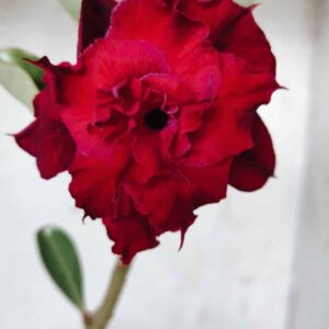 Planta Dobrada 2641 – 30cm – 02 anos