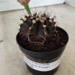 Gymnocalycium Mihanovichii “Purple” Nº 400 – vaso 09