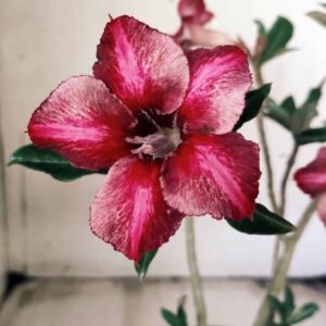 Planta Simples 2392 – 30cm – 02 anos