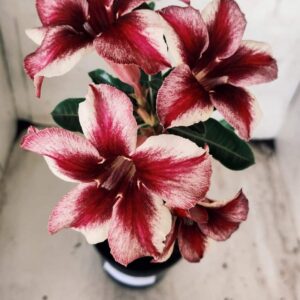 Planta Simples 2394 – 35cm – 03 anos