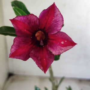 Planta Simples 2395 – 30cm – 01 ano