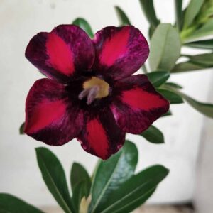 Planta Simples 2396 – 25cm – 01 ano