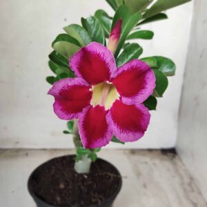 Planta Simples 2405 – 30cm – 01 ano