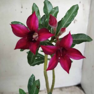 Planta Simples 2408 – 30cm – 02 anos