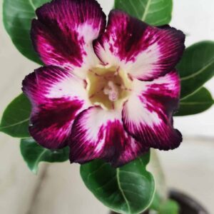 Planta Simples 2410 – 30cm – 01 ano