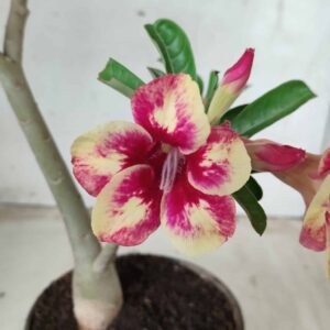 Planta Simples 2417 – 35cm – 03 anos