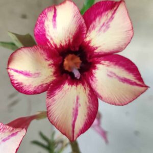 Planta Simples 2425 – 30cm – 02 anos