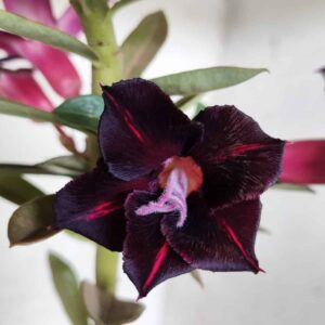 Planta Simples 2428 – 30cm – 02 anos