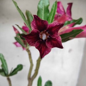 Planta Simples 2430 – 30cm – 02 anos