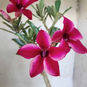 Planta Simples 2436 – 30cm – 02 anos