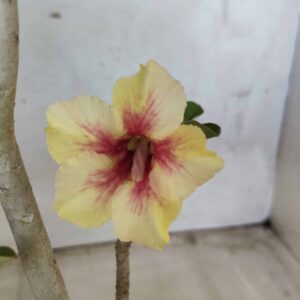 Planta Simples 2437 – 30cm – 02 anos
