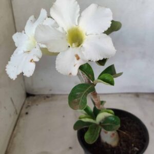 Planta Simples 2438 – 30cm – 02 anos
