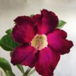 Planta Simples 2442 – 30cm – 02 anos