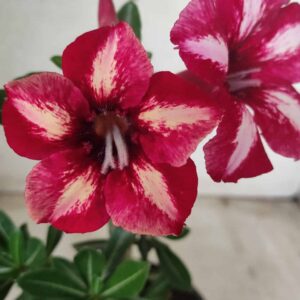 Planta Simples 2443 – 30cm – 01 ano