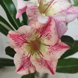 Planta Simples 2444 – 35cm – 03 anos