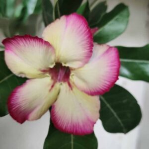 Planta Simples 2450 – 30cm – 02 anos